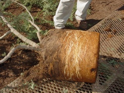 circling roots must be removed before planting