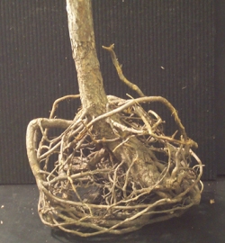 older roots continue to grow thicker