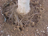 circling roots grow to kill the tree
