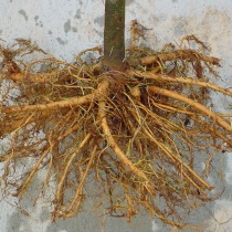 whats in the root ball: good roots?