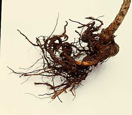 whats in the root ball:  bad roots?