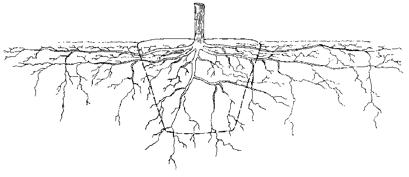 more roots are lost then harvested