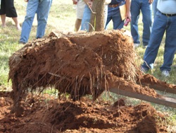 tree roots have expanded into the landscape soil