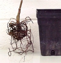 roots in container