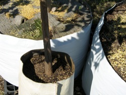 soft fabric containers root prune by trapping root tips in the soft fabric inside wall