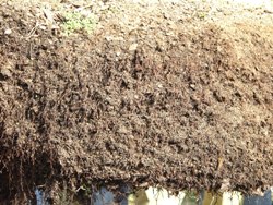 fibrous roots with no circling at container wall