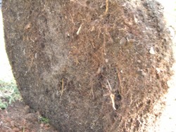 the root ball is intact held together by its fibrous roots